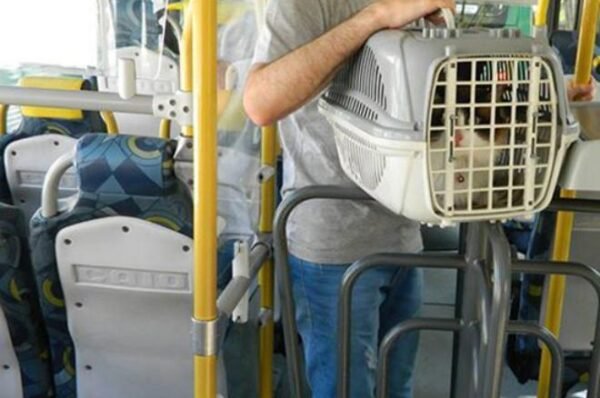 Lei que libera animais nos ônibus urbanos é sancionada em Campinas