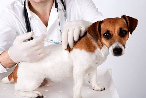 Vacina Contra Raiva para pets é ofertada gratuitamente nas Zoonoses dentro da Campanha Julho Dourado no município 