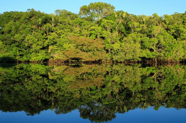 Startup utiliza ingredientes amazônicos para investir em alimentos regenerativos