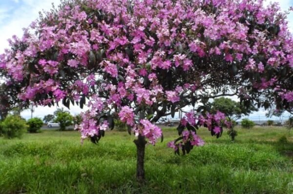 100 mudas de árvores serão plantadas na região central de Campinas a partir desta quarta (29)