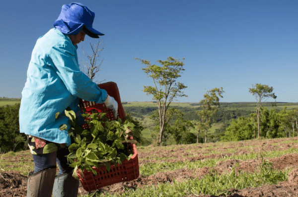 Como se dá a neutralização de carbono por plantio de árvores