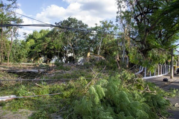 <strong>Remoção de árvore no CLT derruba postes e provoca acidente</strong>
