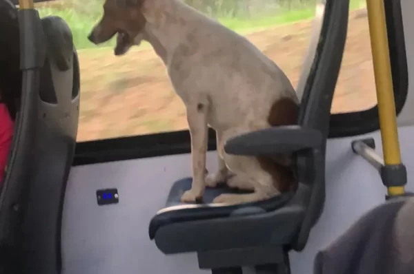 Cachorro ‘pega carona’ em ônibus de Campinas a Monte Mor