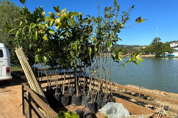 Valinhos convida famílias para plantio de árvores no CLT neste domingo, dia 28