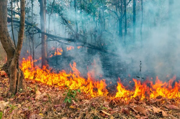 Valinhos terá curso de combate a incêndios florestais