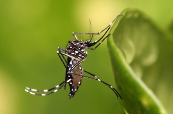 Morte por dengue é confirmada em Campinas