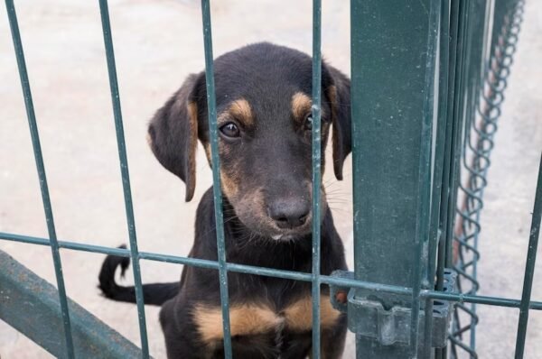 Mais um integrante de quatro patas na família