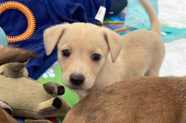 Viralata Viracasa: Uma jornada de amor e comprometimento em defesa dos animais