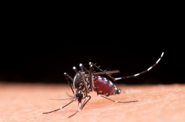 São Paulo enfrenta o retorno da dengue tipo 3 após 15 anos