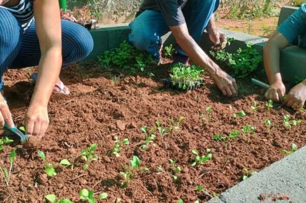Horta Comunitária do Jd. Figueiras inicia nova etapa com plantio e colheita de vegetais variados