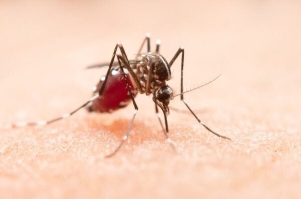 Casos positivos de dengue deste ano já ultrapassam total de 2023