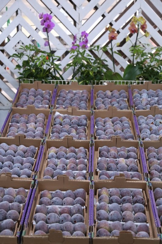 Produtores celebram a marca de 120 toneladas de frutas vendidas na 73ª Festa do Figo e 28ª Expogoiaba
