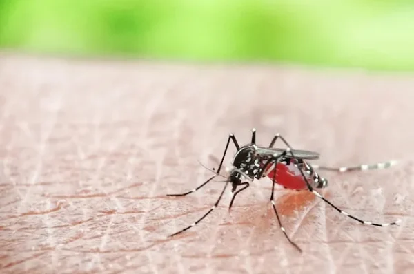Brasil registra 512 mil casos de dengue em 2024