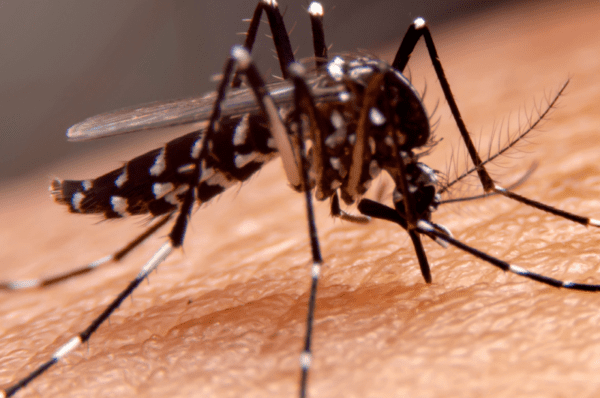 Valinhos promove Dia de Combate à Dengue neste sábado, 16