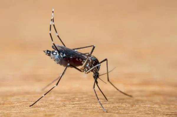 Dengue no Brasil ultrapassa 2 milhões de casos
