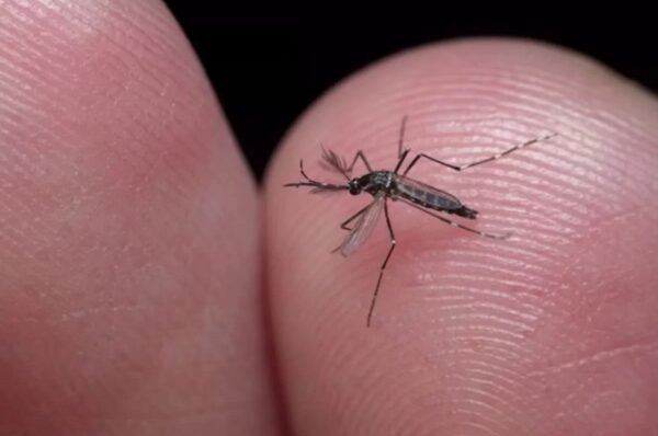 Campinas decretou estado de emergência para a dengue