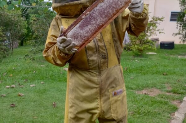 “O maior problema do apicultor e do comércio do ramo é o mel falsificado”