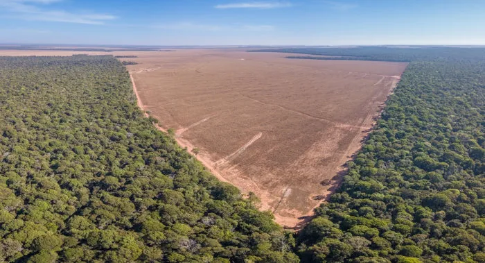 Desmatamento no Brasil cai 36% em 2023, aponta relatório ambiental