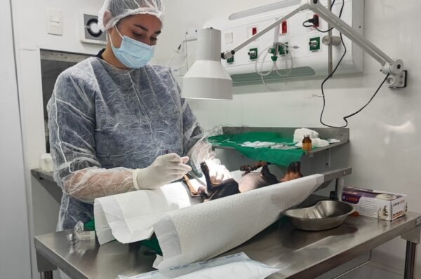 Valinhos realiza 1.138 cirurgias no Castramóvel e zera fila de espera