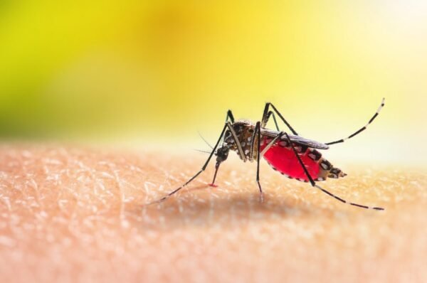 Brasil lidera casos de dengue nas Américas