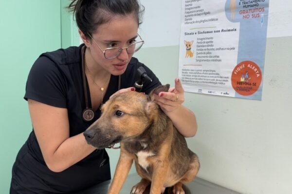 Cães e gatos recebem atendimento veterinário gratuito em Valinhos