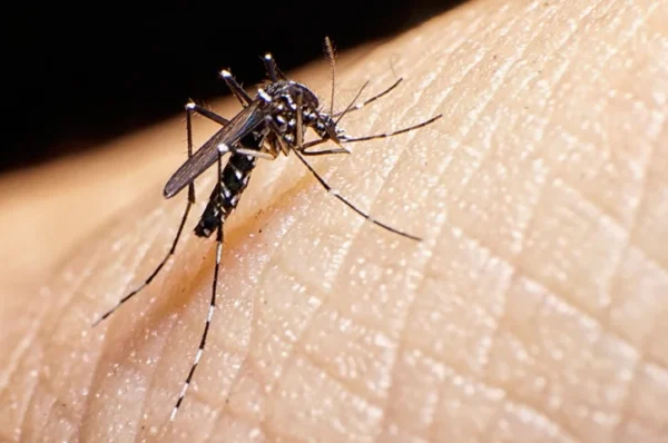Valinhos tem 4 óbitos confirmados por dengue e mais 10 sob investigação