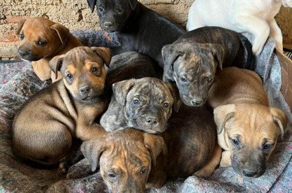 Cãoscientização Animal realiza Feira de Adoção neste sábado