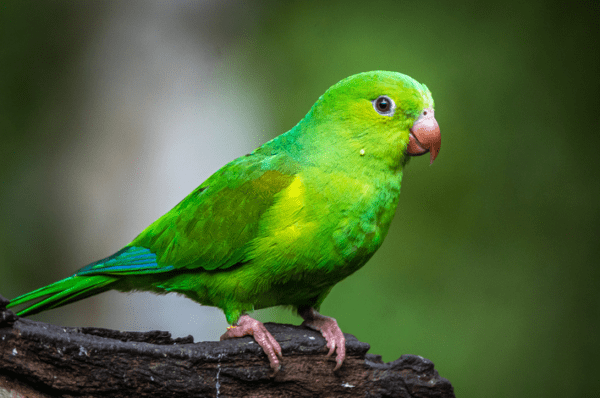 Prefeitura de Valinhos cria Comissão Técnica para recuperação da fauna e flora após incêndios