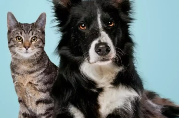 Corrente do Bem realiza Campanha de Castração para Cães e Gatos em Valinhos