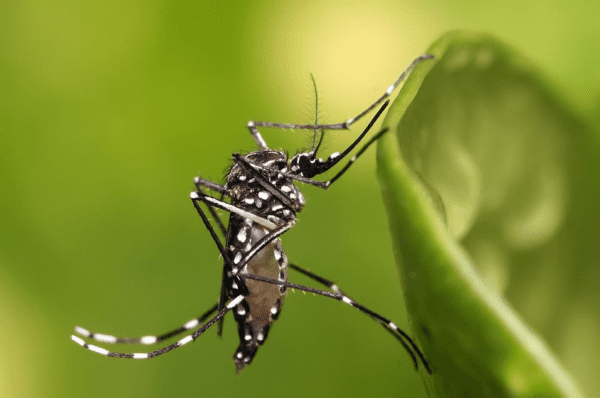 Segundo estudo, fenômeno El Niño pode aumentar infestação do Aedes aegypti no estado de SP