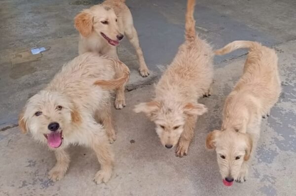 Evento de adoção de pets “Fiapos de Manga” acontece neste sábado (1º)