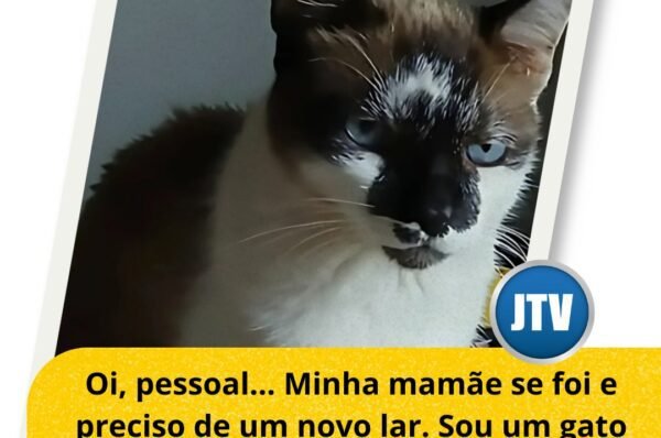 🐾 Adoção responsável: dê um lar e receba amor! 🏡💙