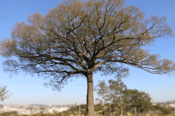 Sol e calor intenso marcam clima em Valinhos nos próximos dias