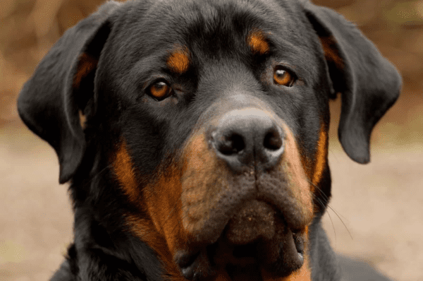 Homem invade casa e morre após ataque de Rottweilers em Piracicaba