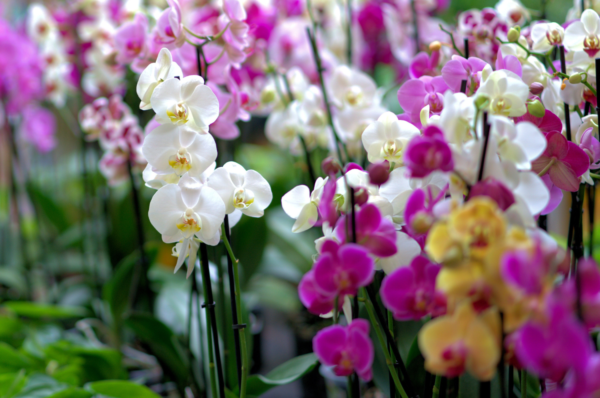 Valinhos recebe 10º Festival de Orquídeas com entrada gratuita