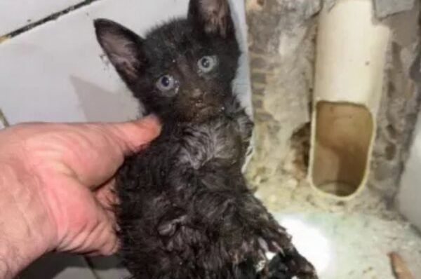 Gatinho preso em cano é resgatado por bombeiros após quebra de parede em Valinhos
