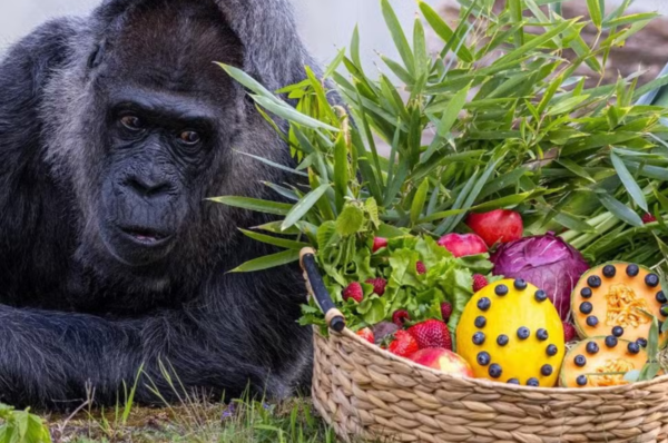 Fatou, a gorila mais velha do mundo em cativeiro, completa 68 anos no Zoológico de Berlim