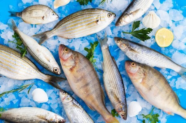 Medicamentos nas águas alteram comportamento de peixes e ameaçam vida marinha